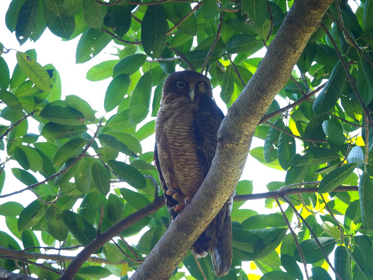image Rufous Owl